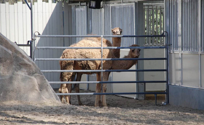 FCP Zoo Animal Building Projects